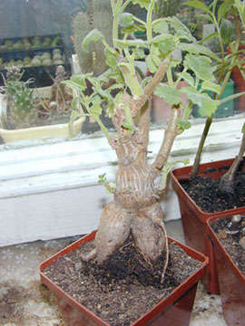 Ginger Bush Bonsai Seeds
