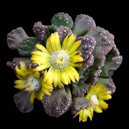 Titanopsis calcarea Seeds - Buy Seeds for Indigenous South African Mesemb Succulents
