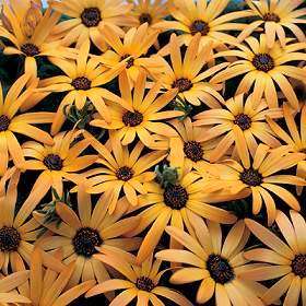 Tripteris sinuata Seeds - Sow Autumn - Indigenous Annual