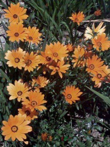 20 Tripteris sinuata Seeds - Sow Autumn - Indigenous