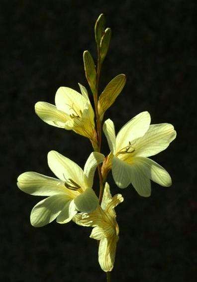 Cyrtanthus flanaganii Seeds ~ Yellow Dobo Lily ~ Bulbous Plant