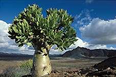 Tylecodon paniculatus Bonsai Seeds (Natural Bonsai) - Indigenous Succulents