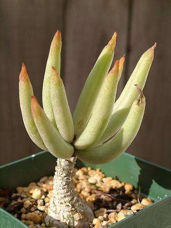 20 Tylecodon pearsonii Seeds - Indigenous Succulents