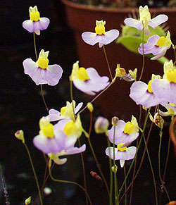 20 Carnivorous Plant - Bladderwort - Utricularia bisquamata Seeds - Indigenous