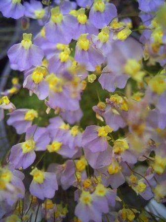 Carnivorous Plant - Bladderwort - Utricularia bisquamata Seeds - Indigenous