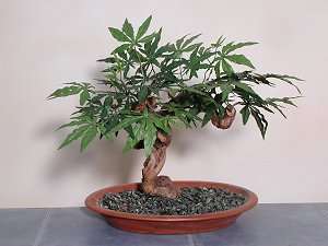 Vepris lanceolata - White Ironwood Bonsai Tree Seeds