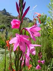Watsonia borbonica Seeds - Sow Autumn - Bulbs Seeds