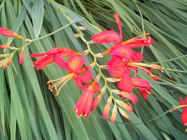 Watsonia densiflora Seeds - Sow Spring - Indigenous Bulbs Seeds