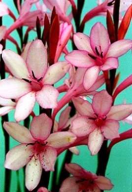 10 Watsonia humilis Seeds - Sow Autumn - Indigenous Bulbs Seeds