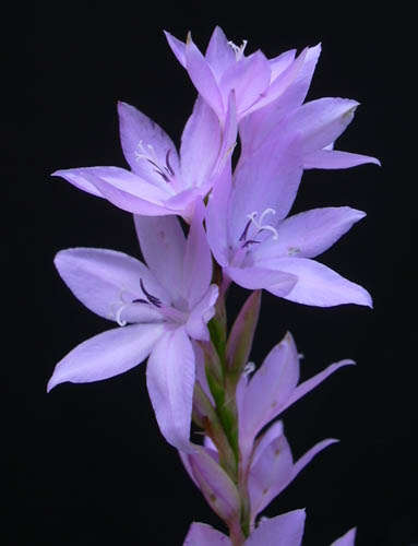 Watsonia marginata Seeds - Sow Autumn - Indigenous Bulbs Seeds