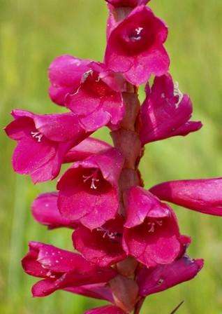 Watsonia pulchra Seeds - Sow Spring - Indigenous Bulbs Seeds