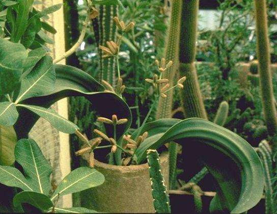 Welwitschia mirabilis Seeds (RARE) - Grows 2000 years old! - Succulents