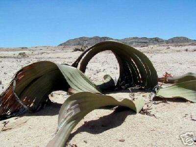 Welwitschia mirabilis Seeds (RARE)