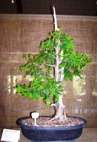 Mountain Cedar (Widdringtonia nodiflora) Bonsai Tree Seeds
