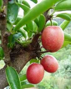 5 Ximenia caffra Seeds - Large Sourplum Indigenous Tree Seeds