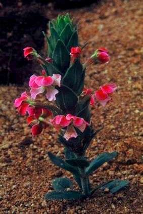 Zaluzianskya microsiphon Seeds - Indigenous