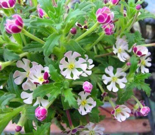 Zaluzianskya ovata Seeds - Indigenous