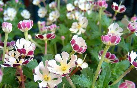 20 Zaluzianskya ovata Seeds - Indigenous