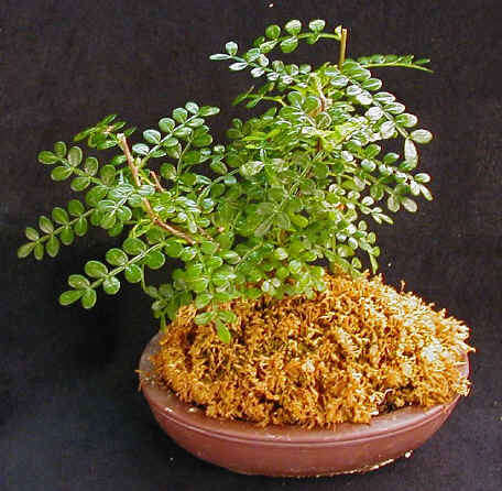 Small knobwood Bonsai Tree Seeds (Zanthoxylum capense) - Indigenous to South Africa