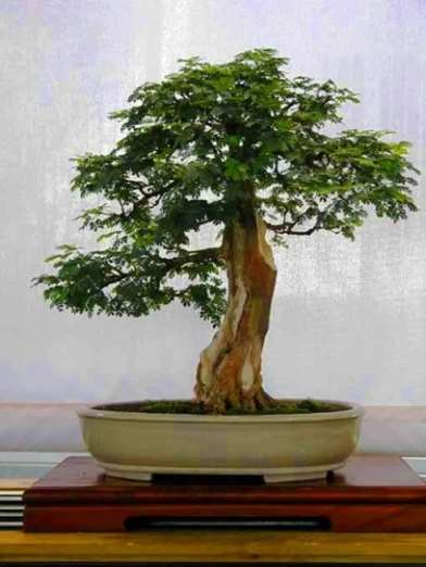 Cat Thorn or Hook Thorn (Acacia caffra) Bonsai Tree Seeds