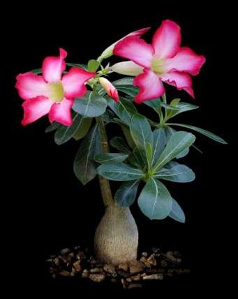 20+ Desert Rose (Adenium obesum) Seeds (Bonsai)