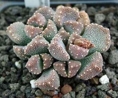 Aloinopsis luckhoffii Seeds - Indigenous Succulents