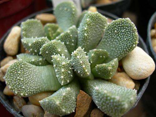 Aloinopsis setifera Seeds - Rare Succulents