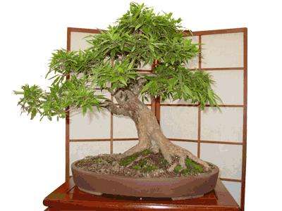 10 Ekebergia capensis (Cape Ash) Bonsai Tree Seeds - Indigenous