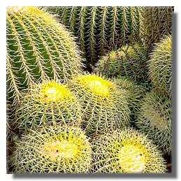 Mother-in-Law's Cushion (Echinocactus grusonii) Cactus Seeds - Succulents