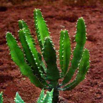 10 Euphorbia tetragona Seeds (Sow Autumn - Winter) - Indigenous Succulents