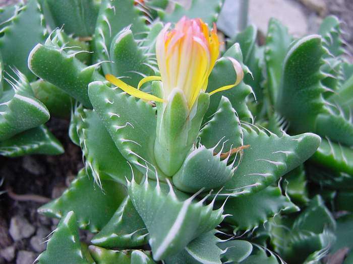 Faucaria mixed species (Tiger's Jaw) Seeds - Succulents