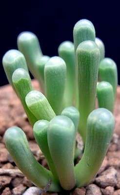 Fenestraria rhopalophylla ssp. aurantiaca Seeds - Indigenous Succulents