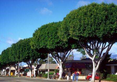 20 Laurel fig tree Seeds