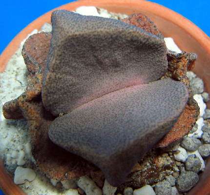 RARE SEEDS (Pleiospilos simulans) - Succulents