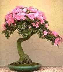 10 Ehretia amoena Bonsai Tree Seeds - Indigenous