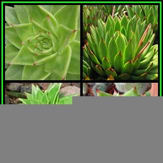 VINTAGE CHINESE RICE GRAIN DESIGN TEA SERVICE!