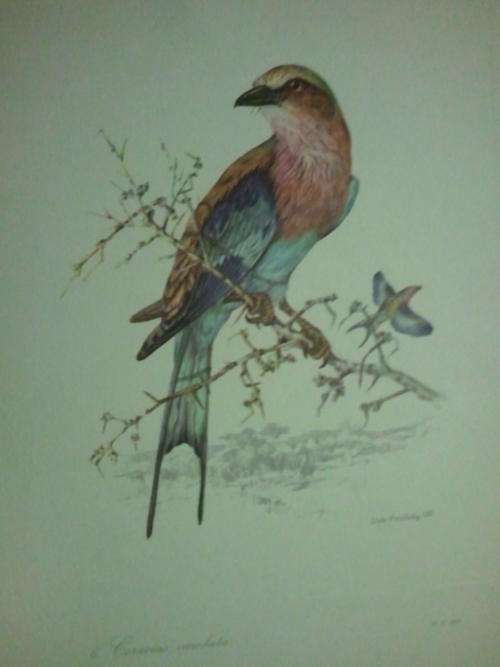 Origanal Dick Findley Prints-1959