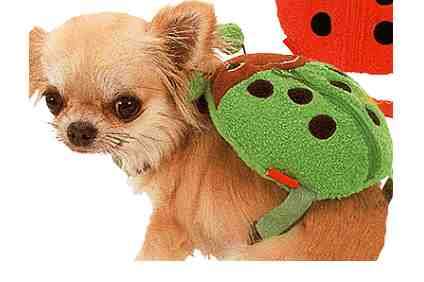 Bettle Dog Back Pack