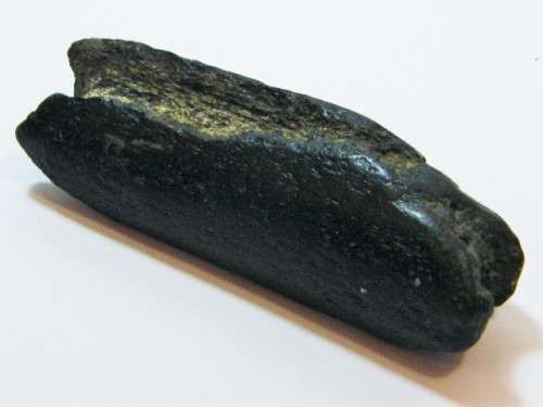 Antique piece of bone fossil