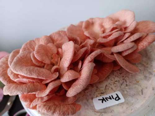 Pink Oyster Mushroom Grow Kit (2.5L/1.25kg) - Perfect Christmas / Year end Gift
