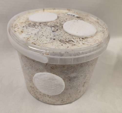 Pink Oyster Mushroom Grow Kit (2.5L/1.25kg) - Perfect Christmas / Year end Gift