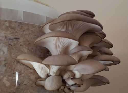 Grey oyster mushroom grow kit (5L/2.5kg)