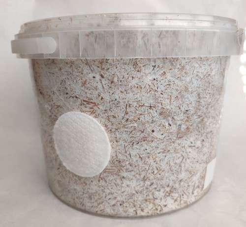 Grey oyster mushroom grow kit (5L/2.5kg)
