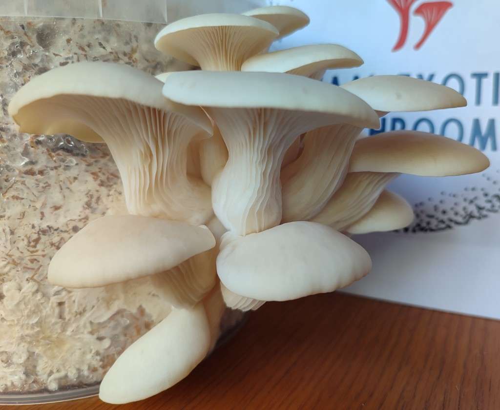White oyster mushroom grow kit (5L/2.5kg)