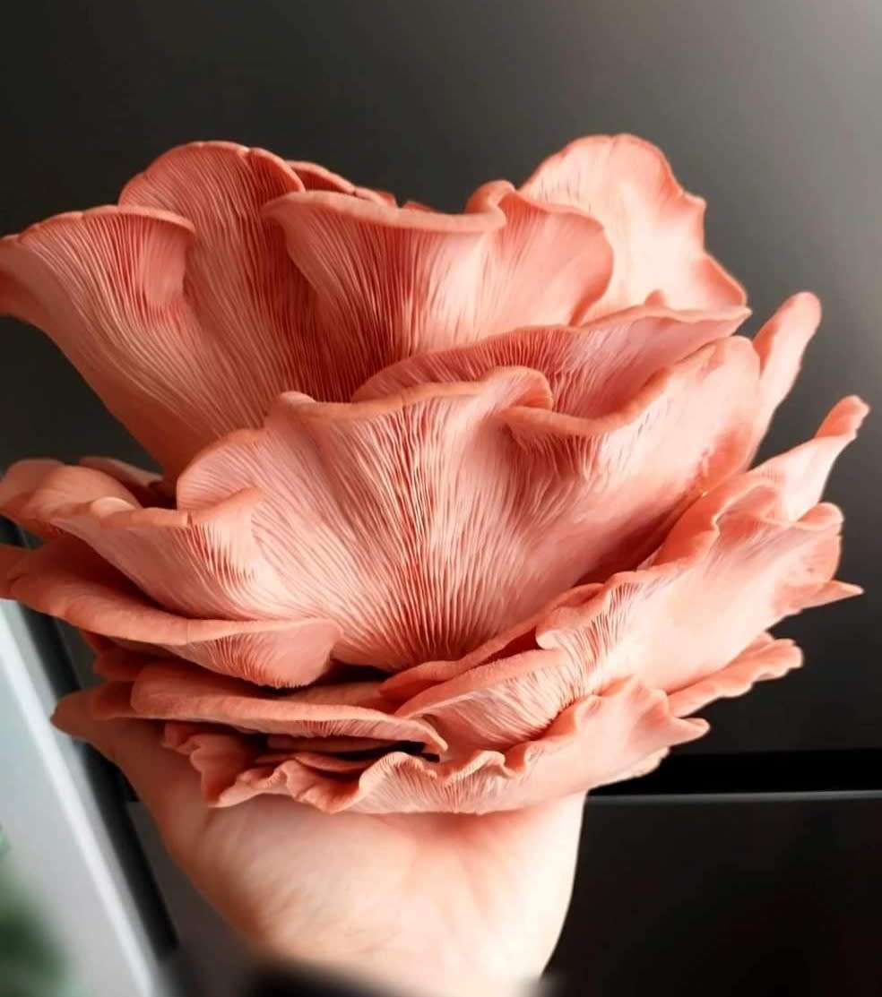 Pink Oyster Mushroom grow kit (20L/10kg)