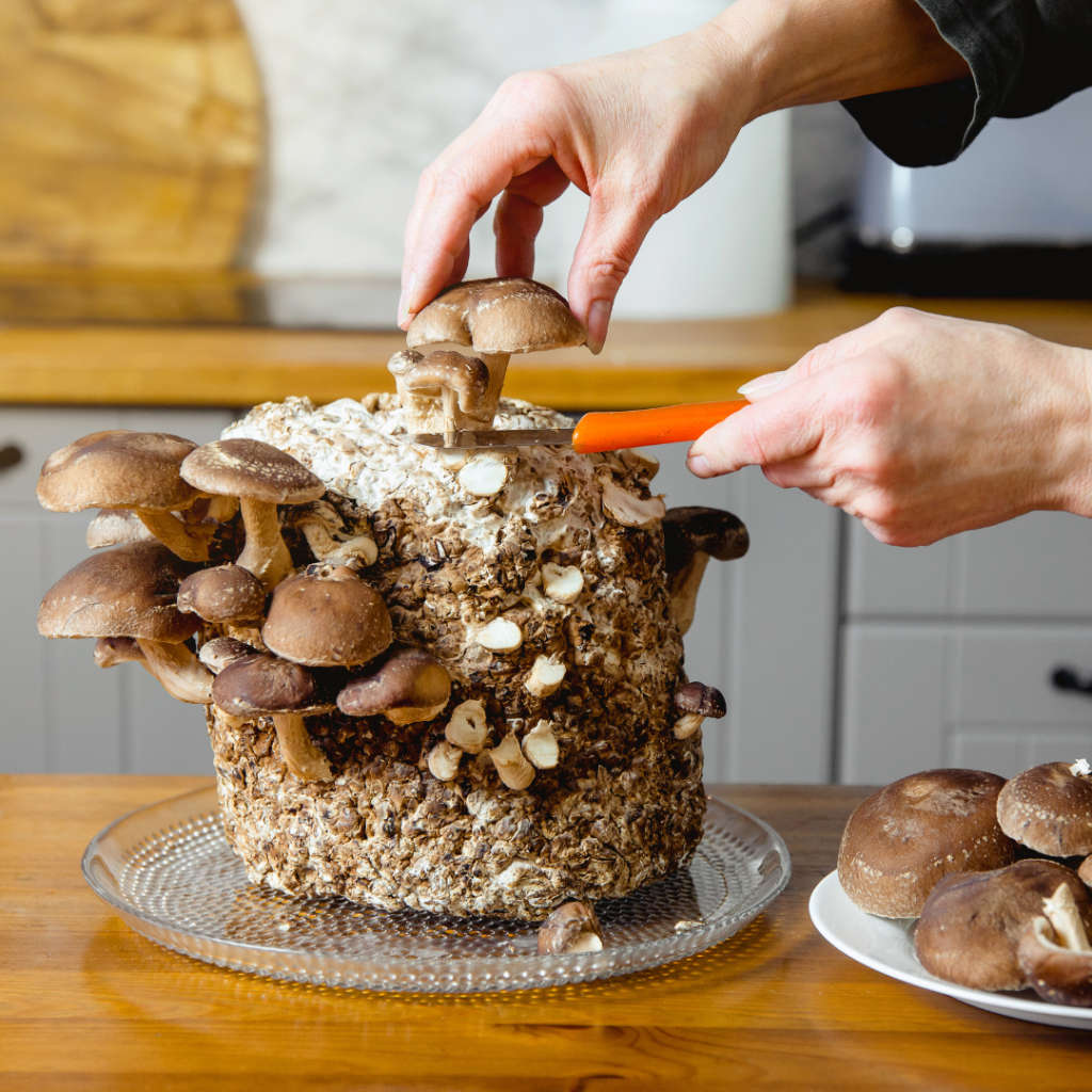 Shiitake Mushroom Grow Kit (5L/2.5kg)