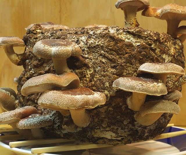 Shiitake Mushroom Grow Kit (5L/2.5kg)