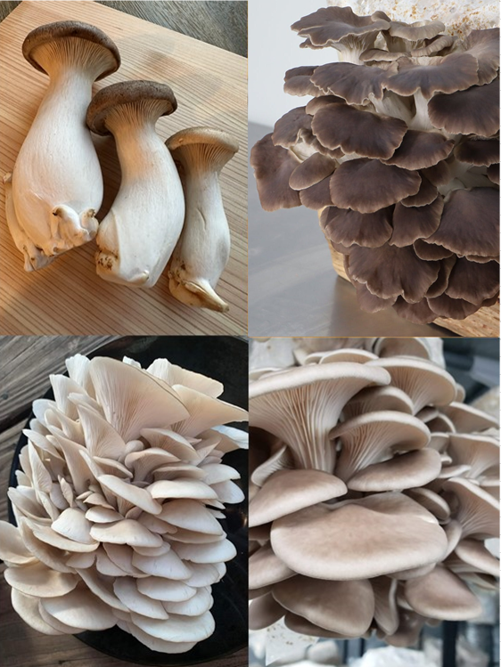 Mushroom Variety grow pack (4x2.5L)