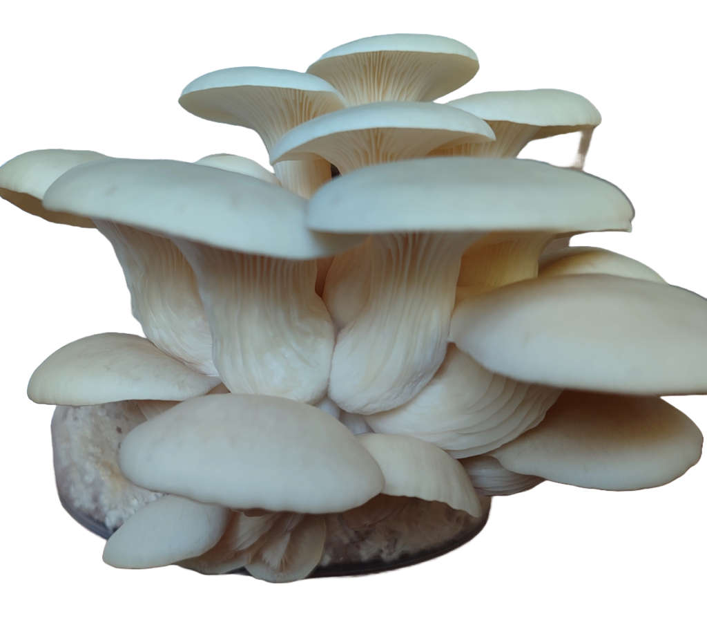 Oyster Mushroom Box Grow Kits (3 varieties)