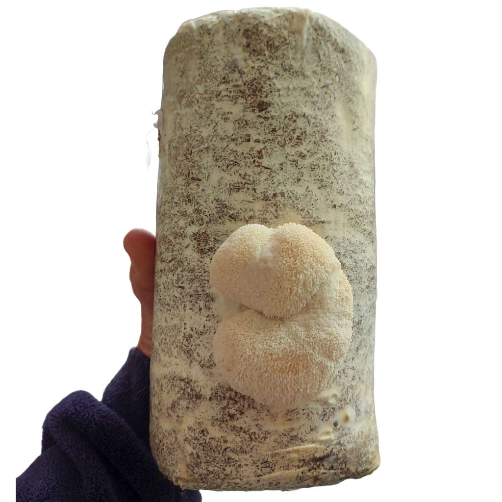 Lions mane mushroom grow Kit